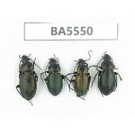 Carabidae sp. China, Heilongjiang, Mudanjiang. 4Pcs. BA5550.