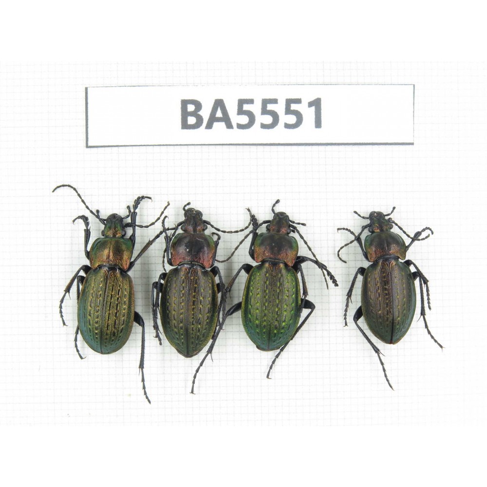 Carabidae sp. China, Heilongjiang, Mudanjiang. 4Pcs. BA5551.