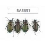Carabidae sp. China, Heilongjiang, Mudanjiang. 4Pcs. BA5551.