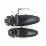 Elateridae sp. China, Guangdong, Mt.Nanling. 2Pcs. BA5555.