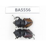 Neolucanus sp. China, Guangdong, Mt.Nanling. 1P. BA5556.