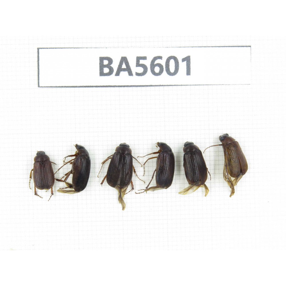Melolonthidae sp. China, Tibet, Linzhi, Mt.Serkyla. 6Pcs. BA5601.