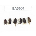 Melolonthidae sp. China, Tibet, Linzhi, Mt.Serkyla. 6Pcs. BA5601.