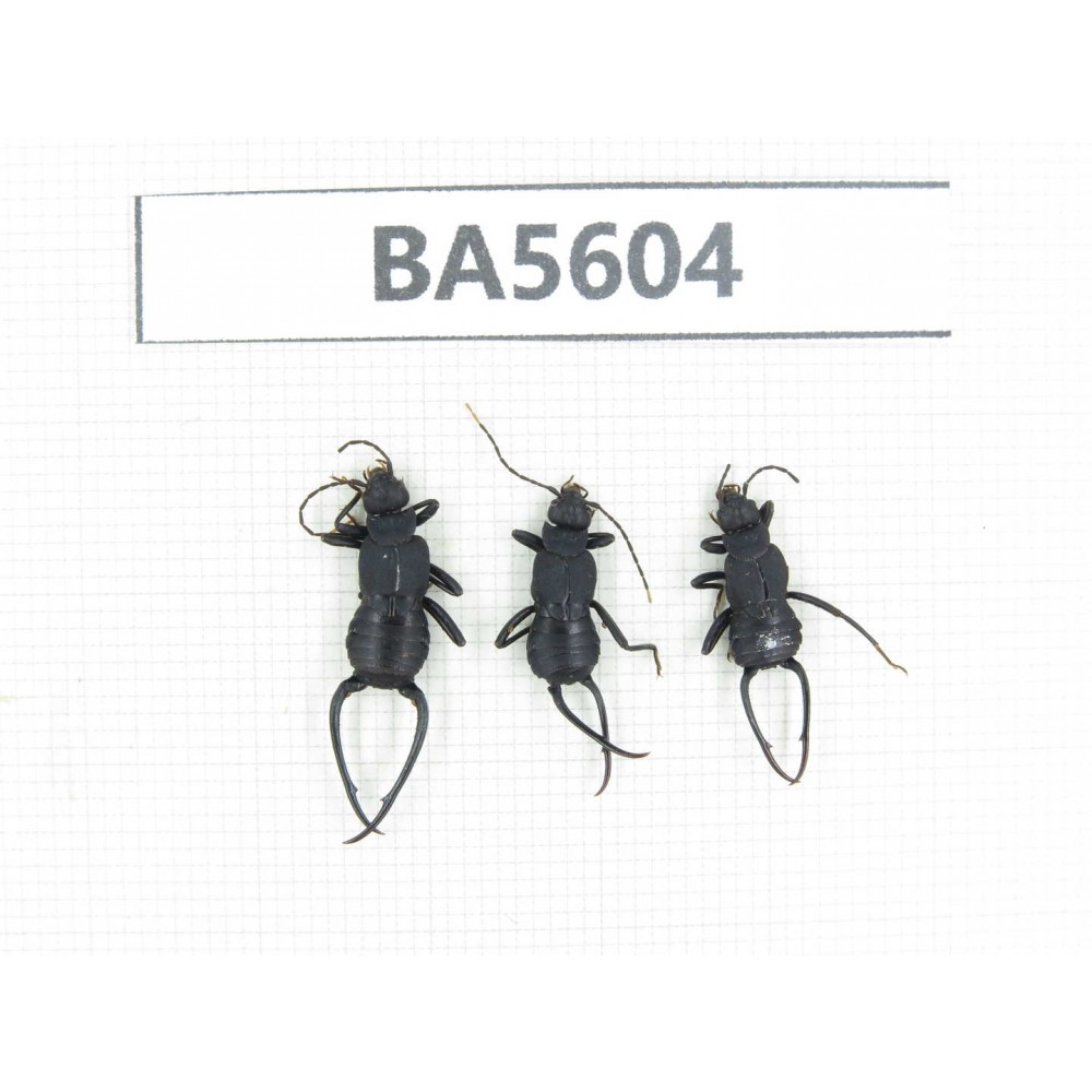 Dermaptera sp. China, Tibet, Linzhi, Bomi county. 3Pcs. BA5604.