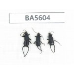 Dermaptera sp. China, Tibet, Linzhi, Bomi county. 3Pcs. BA5604.