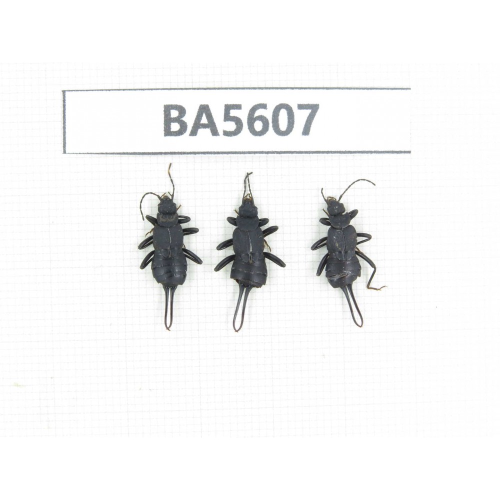 Dermaptera sp. China, Tibet, Linzhi, Bomi county. 3Pcs. BA5607.