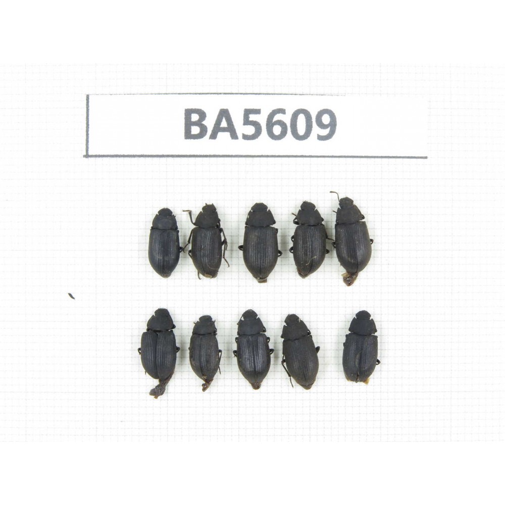 Tenebrionidae sp. China, Tibet, Linzhi, Bomi county. 10Pcs. BA5609.