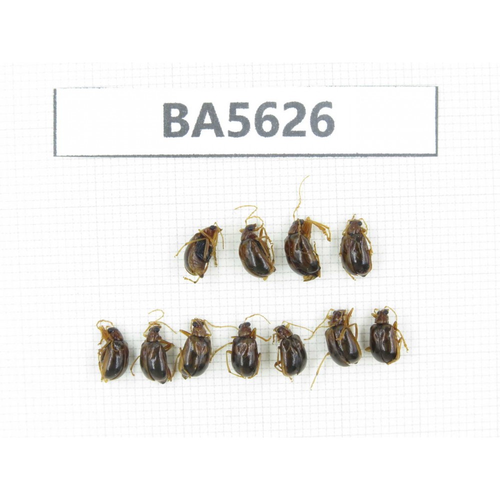 Coleoptera sp. China, Tibet, Linzhi, Bomi county. 11Pcs. BA5626.