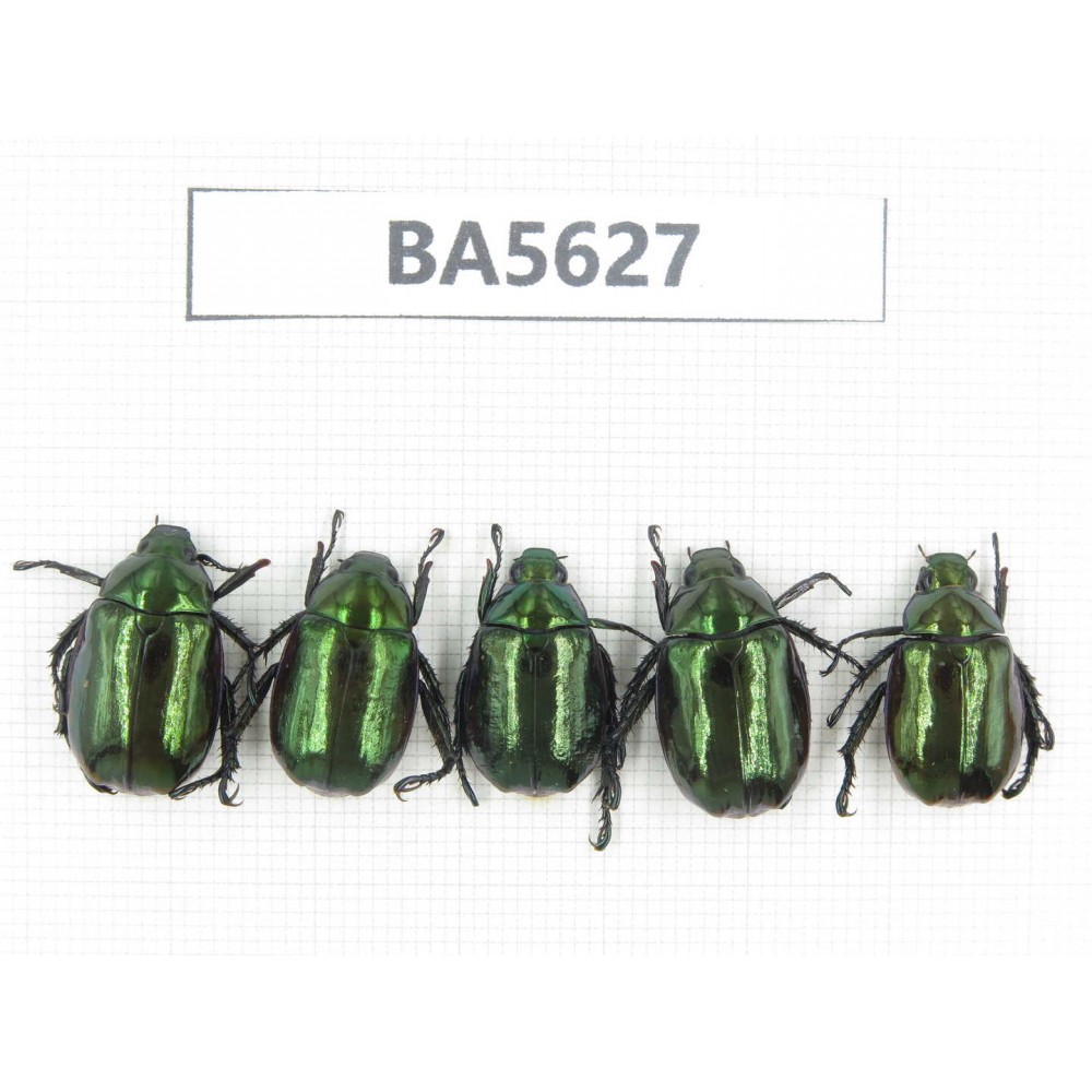Rutelidae sp. China, Tibet, Linzhi, Bomi county. 5Pcs. BA5627.