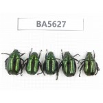 Rutelidae sp. China, Tibet, Linzhi, Bomi county. 5Pcs. BA5627.