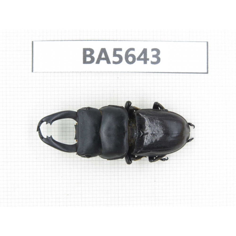 Dorcus sp. Myanmar, Kechin, Nanse. 1M. BA5643.