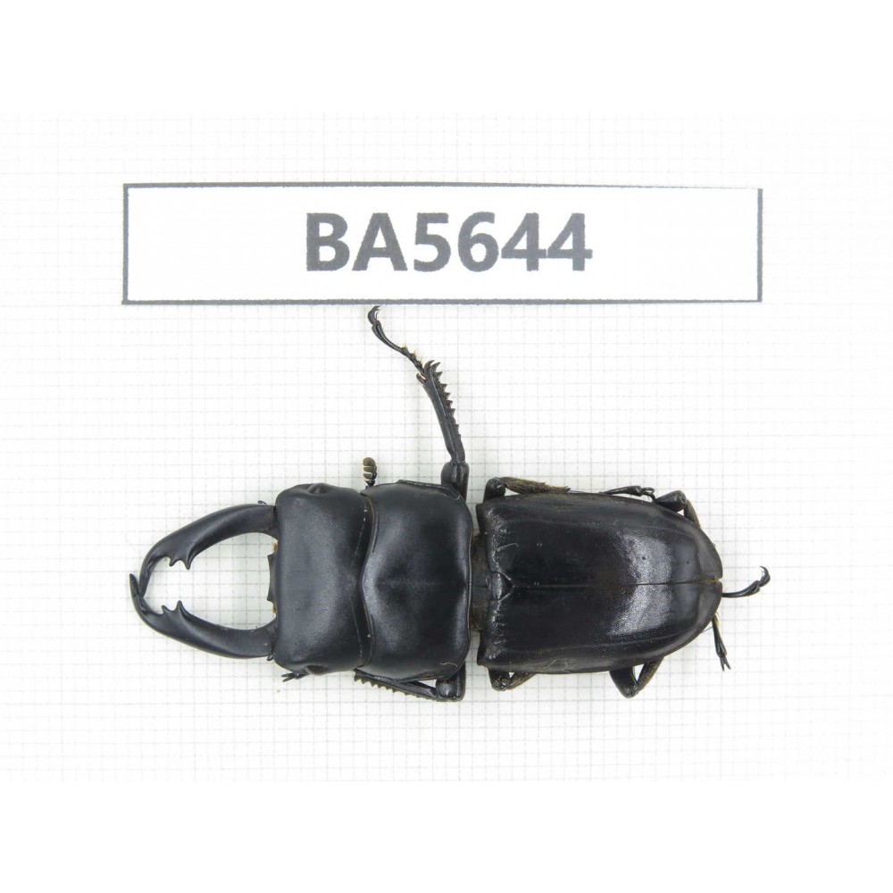 Dorcus sp. Myanmar, Kechin, Nanse. 1M. BA5644.