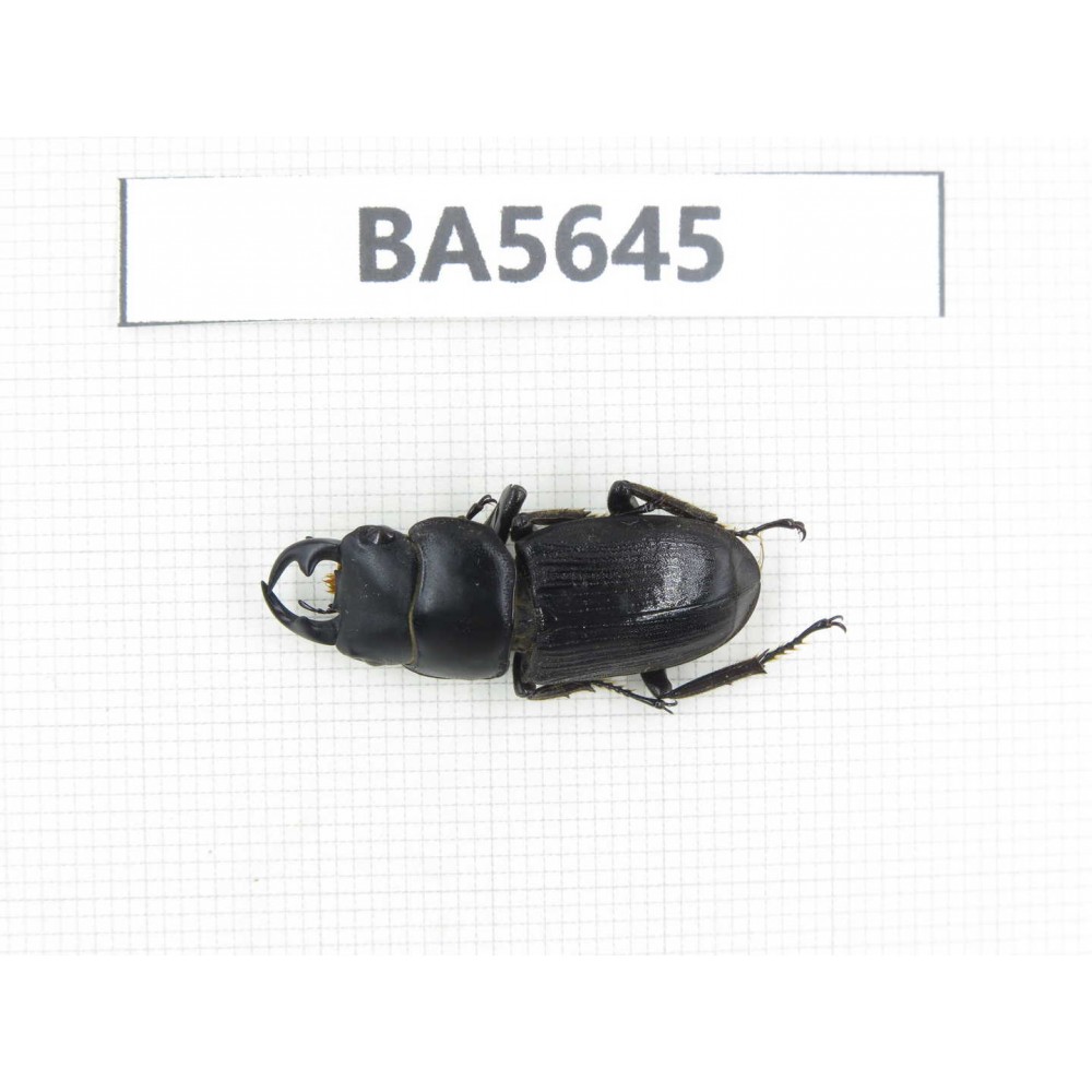 Dorcus sp. Myanmar, Kechin, Nanse. 1M. BA5645.
