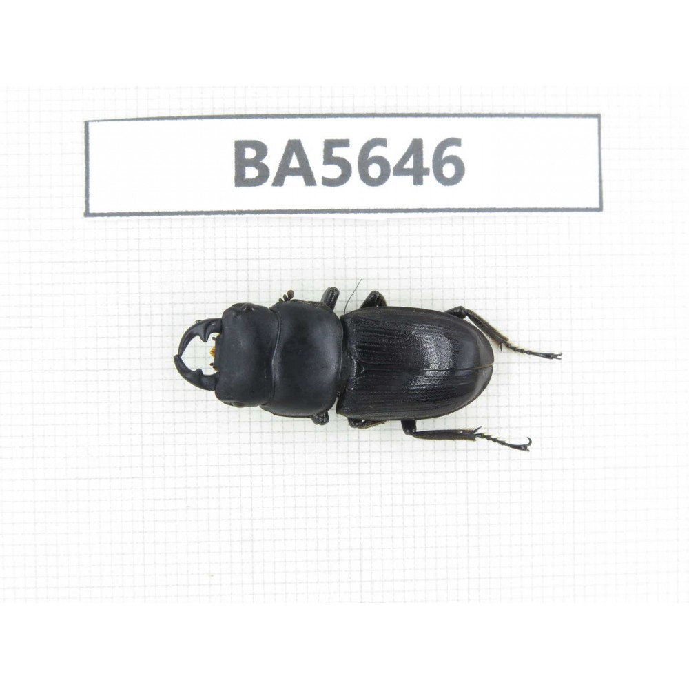 Dorcus sp. Myanmar, Kechin, Nanse. 1M. BA5646.