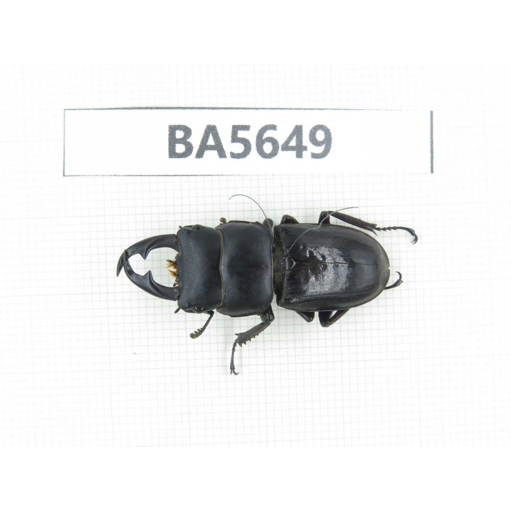 Dorcus sp. Myanmar, Kechin, Nanse. 1M. BA5649.
