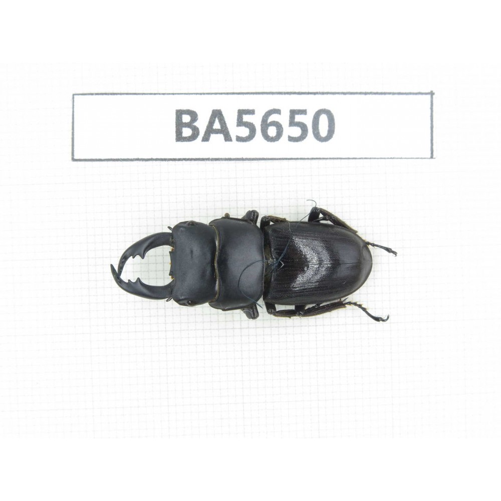 Dorcus sp. Myanmar, Kechin, Nanse. 1M. BA5650.