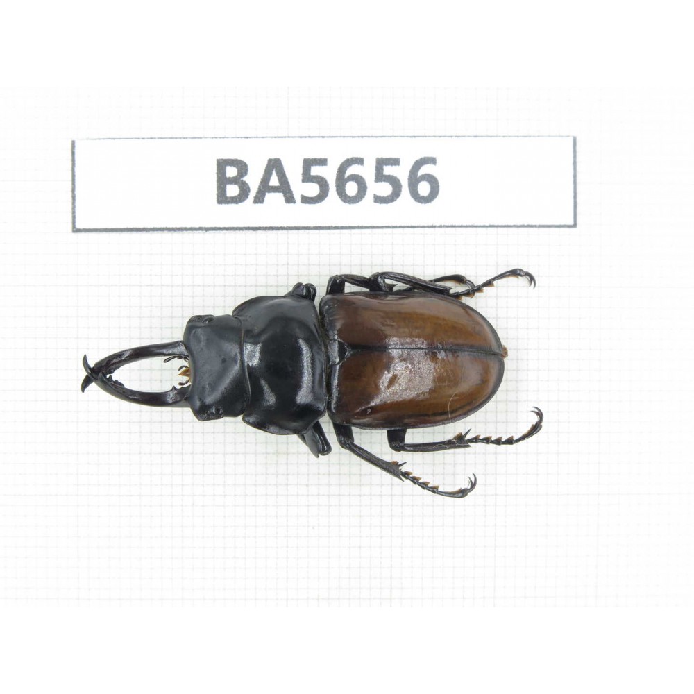 Dorcus sp. Myanmar, Kechin, Nanse. 1M. BA5656.