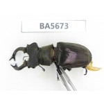 Lucanus nangsara. Myanmar, Kechin, Nanse. 1M. BA5673.