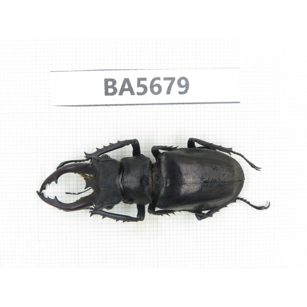 Lucanus tibetanus ssp. Myanmar, Kechin, Nanse. 1M. BA5679.