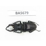 Lucanus tibetanus ssp. Myanmar, Kechin, Nanse. 1M. BA5679.