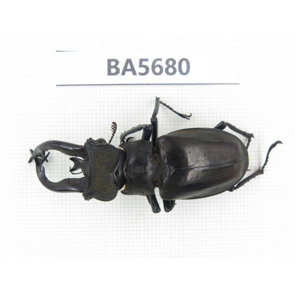 Lucanus tibetanus ssp. Myanmar, Kechin, Nanse. 1M. BA5680.