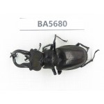 Lucanus tibetanus ssp. Myanmar, Kechin, Nanse. 1M. BA5680.