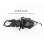 Lucanus tibetanus ssp. Myanmar, Kechin, Nanse. 1M. BA5681.