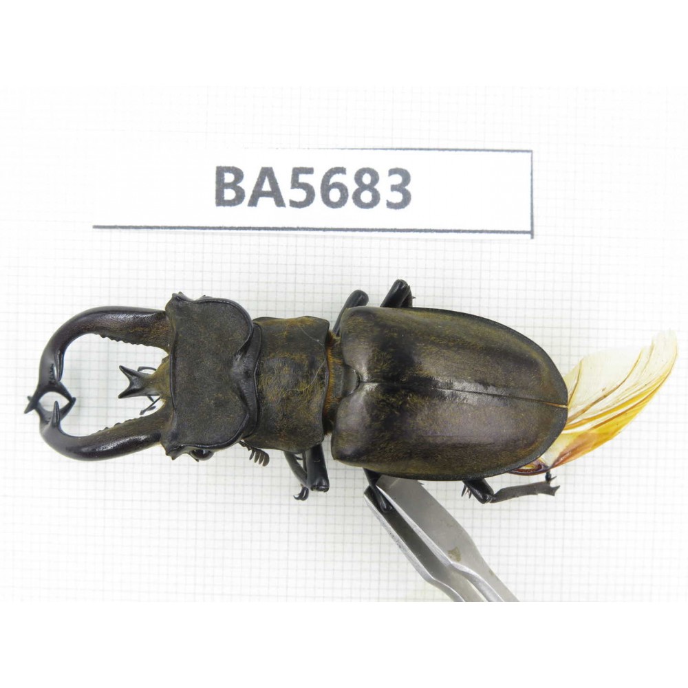 Lucanus tibetanus ssp. Myanmar, Kechin, Nanse. 1M. BA5683.
