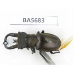 Lucanus tibetanus ssp. Myanmar, Kechin, Nanse. 1M. BA5683.