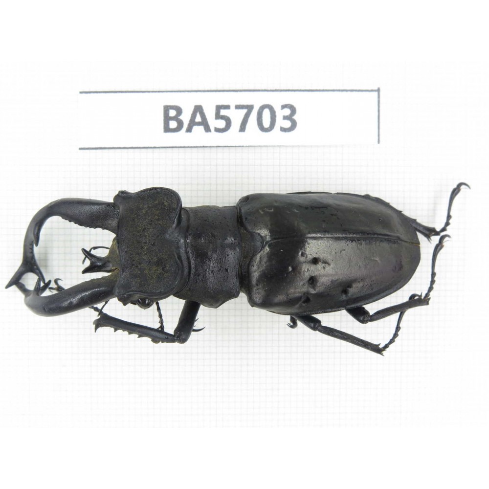 Lucanus tibetanus ssp. Myanmar, Kechin, Nanse. 1M. BA5703.