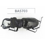 Lucanus tibetanus ssp. Myanmar, Kechin, Nanse. 1M. BA5703.