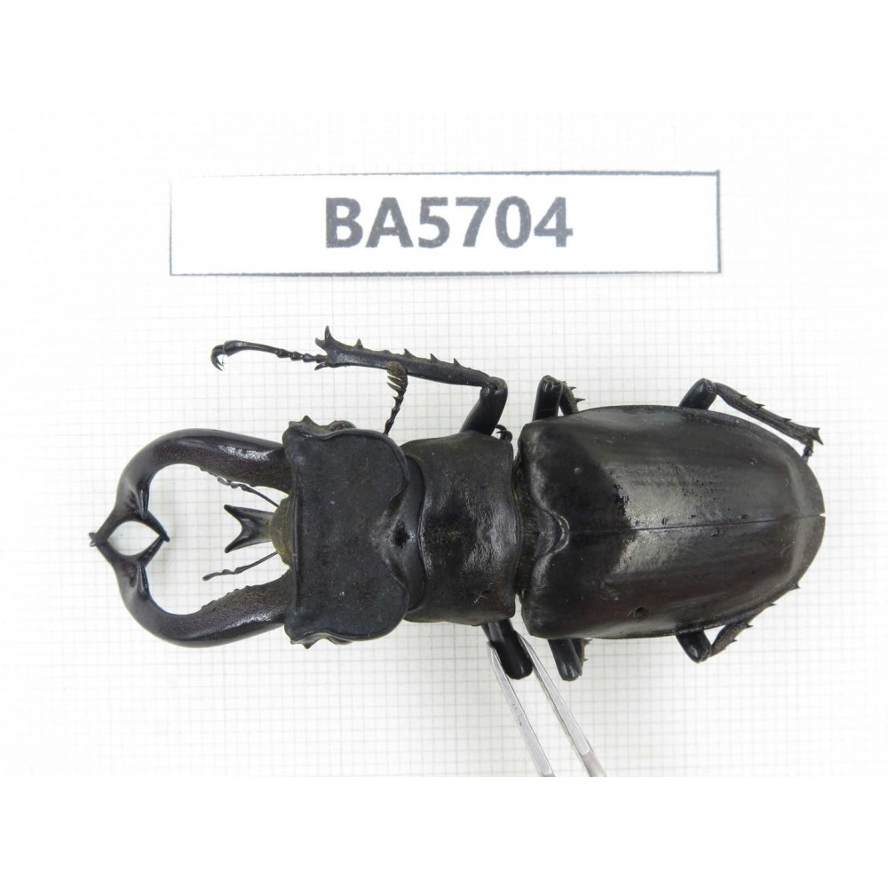 Lucanus tibetanus ssp. Myanmar, Kechin, Nanse. 1M. BA5704.