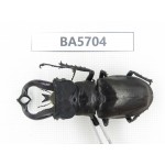 Lucanus tibetanus ssp. Myanmar, Kechin, Nanse. 1M. BA5704.