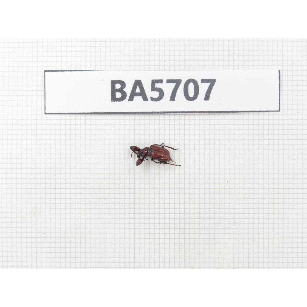 Curculionidae sp. China, Guangxi, Baise, Leye county. 1Pcs. BA5707.
