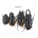 Odontolabis cuvera ssp. China, Guizhou, Qiandongnan, Mt.Leigongshan. 3M1F. BA5728.