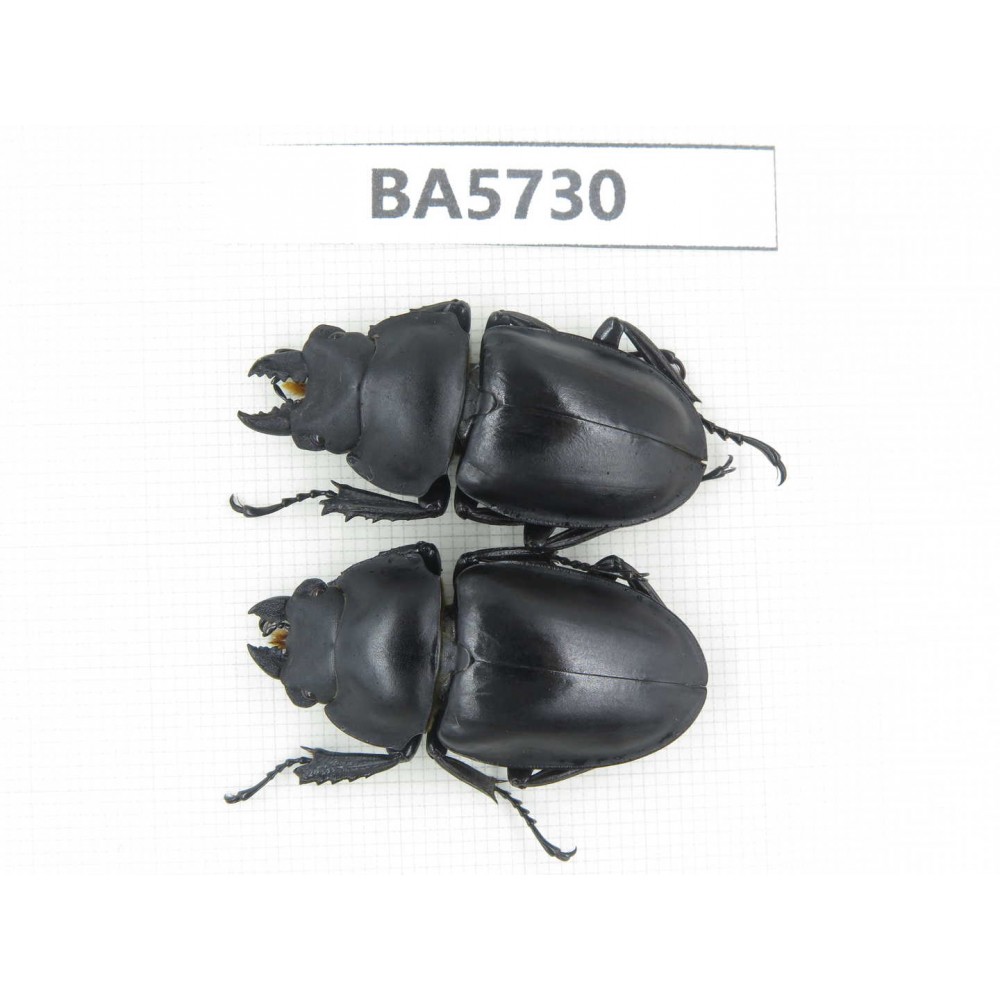 Neolucanus sp. China, Guizhou, Qiandongnan, Mt.Leigongshan. 1P. BA5730.