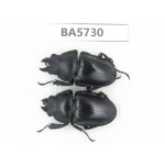 Neolucanus sp. China, Guizhou, Qiandongnan, Mt.Leigongshan. 1P. BA5730.