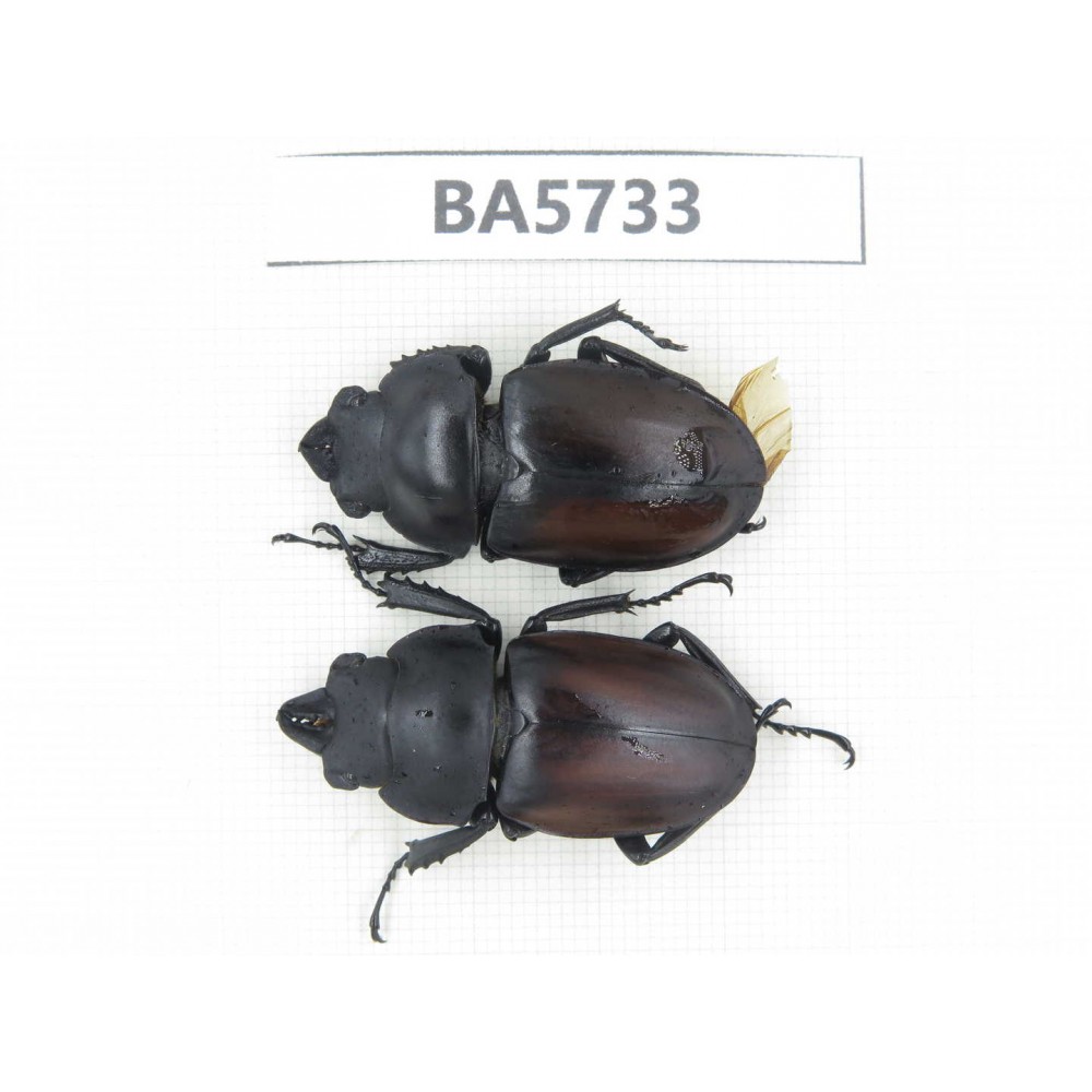 Neolucanus sp. China, Guizhou, Qiandongnan, Mt.Leigongshan. 1P. BA5733.