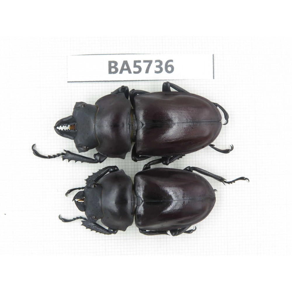 Neolucanus sp. China, Guizhou, Qiandongnan, Mt.Leigongshan. 1P. BA5736.