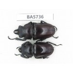 Neolucanus sp. China, Guizhou, Qiandongnan, Mt.Leigongshan. 1P. BA5736.