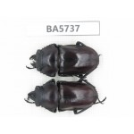 Neolucanus sp. China, Guizhou, Qiandongnan, Mt.Leigongshan. 1P. BA5737.