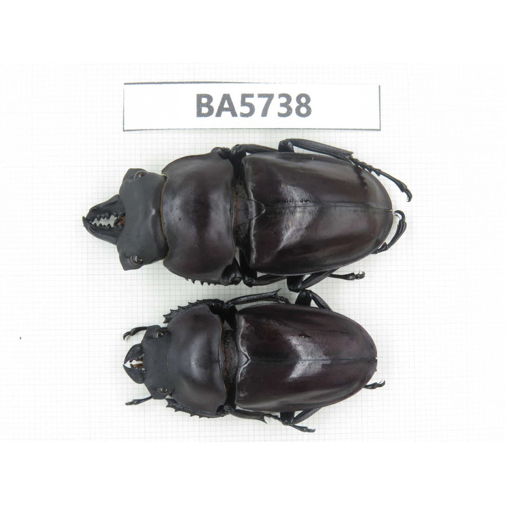 Neolucanus sp. China, Guizhou, Qiandongnan, Mt.Leigongshan. 1P. BA5738.