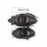 Neolucanus sp. China, Guizhou, Qiandongnan, Mt.Leigongshan. 1P. BA5738.
