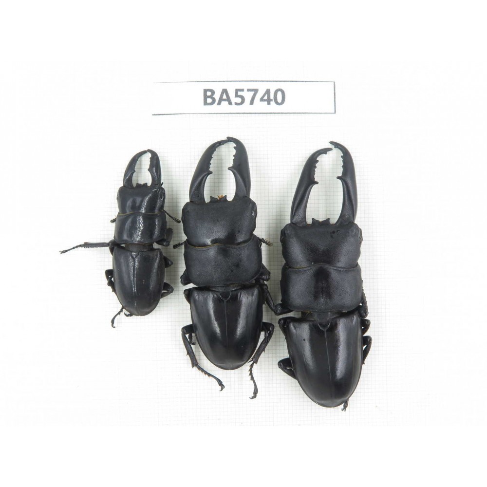 Dorcus sp. China, Guizhou, Qiandongnan, Mt.Leigongshan. 3M. BA5740.