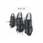 Dorcus sp. China, Guizhou, Qiandongnan, Mt.Leigongshan. 3M. BA5740.