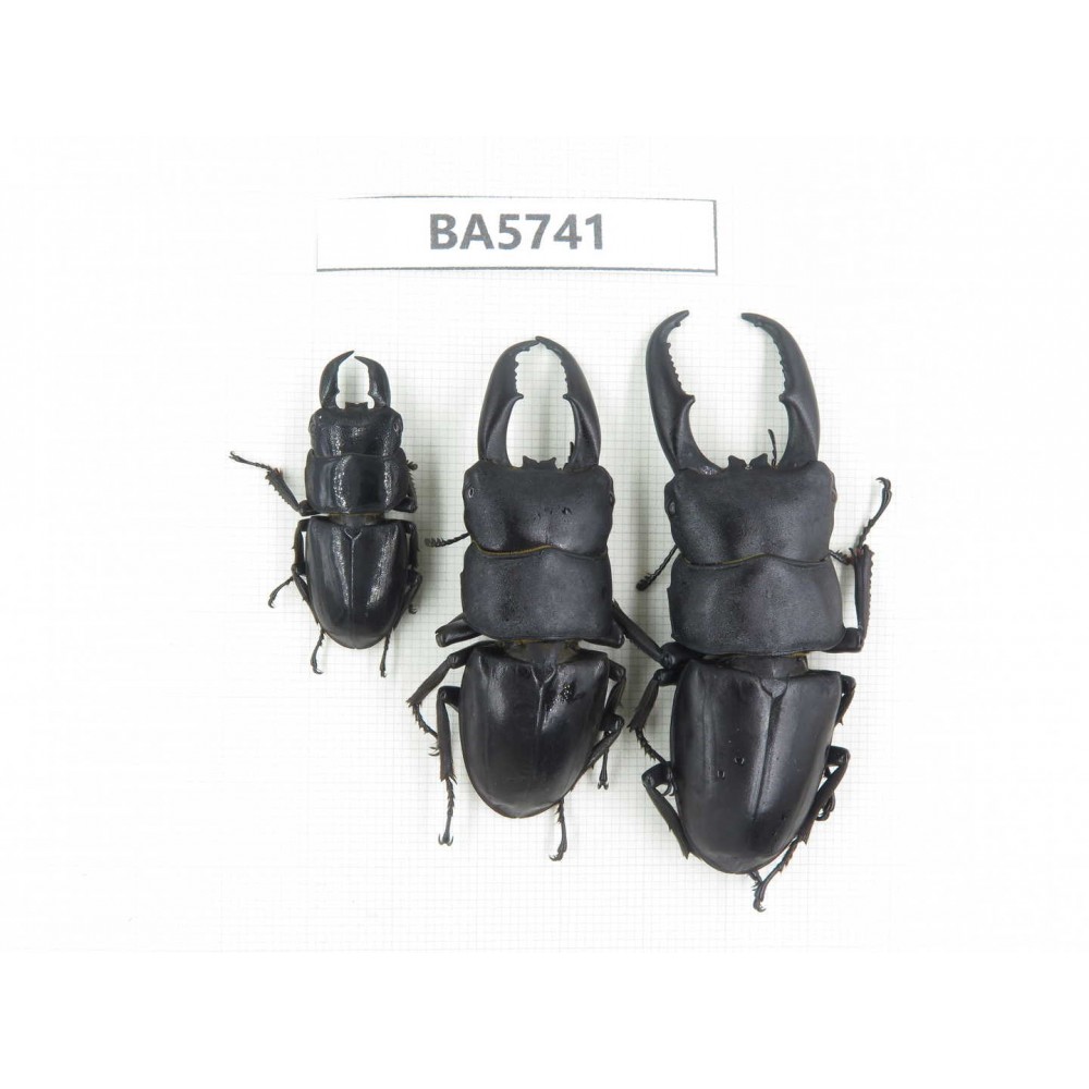 Dorcus sp. China, Guizhou, Qiandongnan, Mt.Leigongshan. 3M. BA5741.