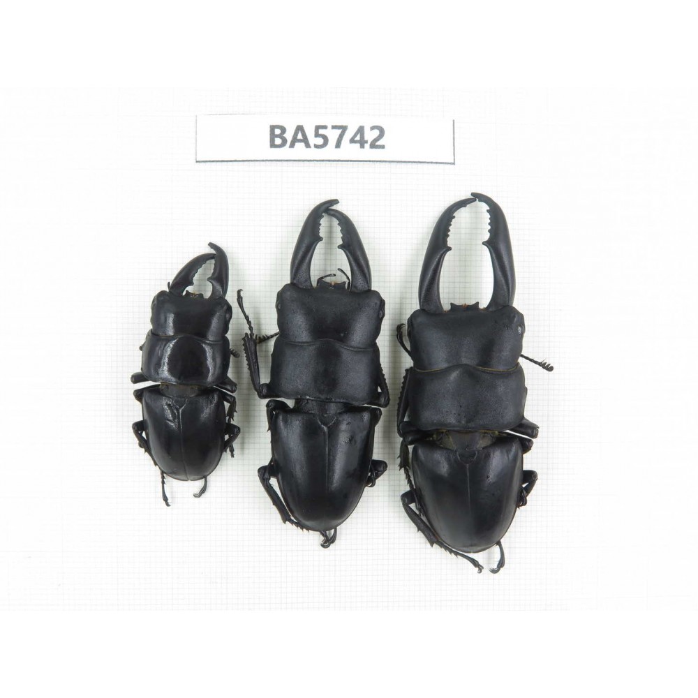 Dorcus sp. China, Guizhou, Qiandongnan, Mt.Leigongshan. 3M. BA5742.