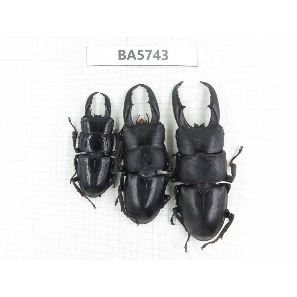 Dorcus sp. China, Guizhou, Qiandongnan, Mt.Leigongshan. 3M. BA5743.