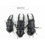 Dorcus sp. China, Guizhou, Qiandongnan, Mt.Leigongshan. 3M. BA5744.