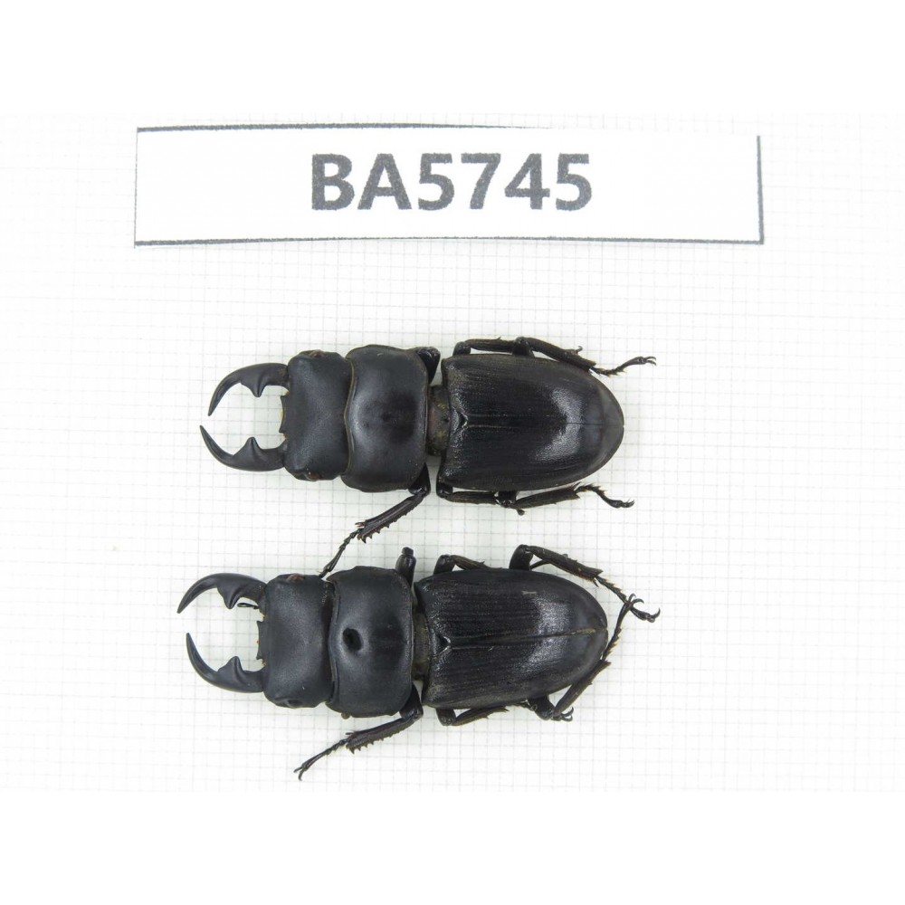 Dorcus sp. China, Guizhou, Qiandongnan, Mt.Leigongshan. 2M. BA5745.